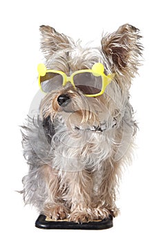 Yorkshire Terrier puppy dog wearing bandana and tiny sunglasses