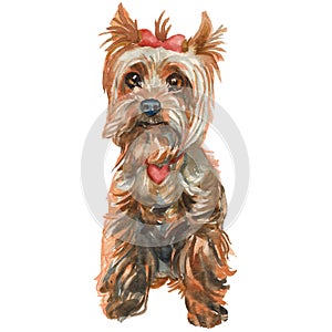 The Yorkshire terrier puppy - girl