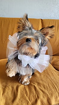 Yorkshire Terrier puppy giving paw