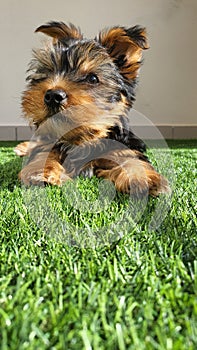 Yorkshire Terrier puppy in the grass photo