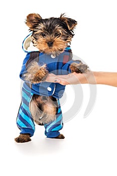 Yorkshire terrier puppy on hand of man