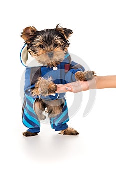 Yorkshire terrier puppy on hand of man isolated