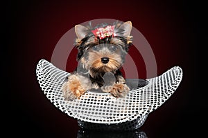 Yorkshire terrier puppy in hat