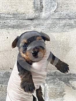 Yorkshire terrier puppy held by woman\'s hand