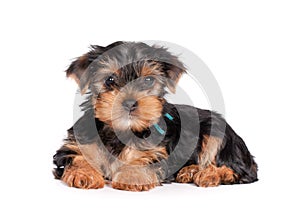 Yorkshire terrier puppy isolated on white