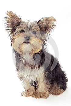 Yorkshire terrier puppy, isolated on white