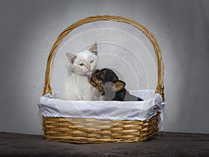 Yorkshire Terrier puppy kissing a white kitten in a wicket basket