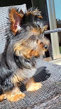 Yorkshire Terrier puppy looking forward photo