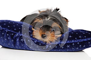 Yorkshire terrier puppy is lying on a blue pillow