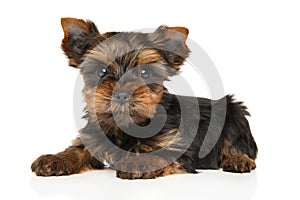 Yorkshire Terrier puppy lying Yorkshire Terrier puppy sits in an open gift box on a white background