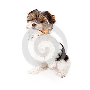 Yorkshire Terrier Puppy With Paw Up