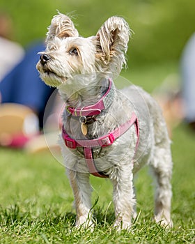 Yorkshire terrier puppy in a pink harness