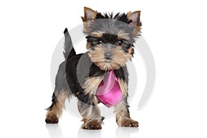 Yorkshire Terrier puppy in a pink tie