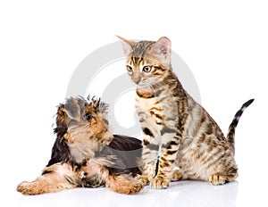 Yorkshire Terrier puppy playing with purebred bengal kitten. isoated