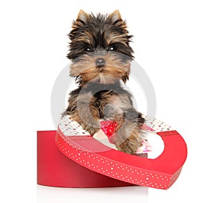 Yorkshire Terrier puppy with a red heart