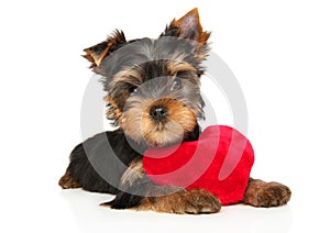 Yorkshire Terrier puppy with a red plush toy