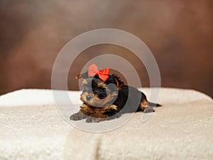 Yorkshire Terrier puppy sits on a beige blanket on a brown background