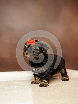 Yorkshire Terrier puppy sits on a beige blanket on a brown background