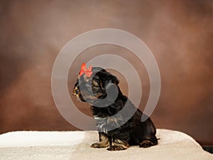 Yorkshire Terrier puppy sits on a beige blanket on a brown background