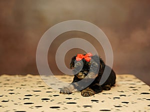 Yorkshire Terrier puppy sits on a beige blanket on a brown background