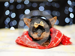 Yorkshire terrier Puppy sits on a red blanket against a bokeh background