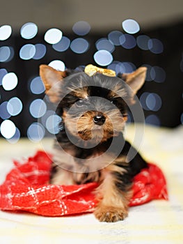 Yorkshire terrier Puppy sits on a red blanket against a bokeh background