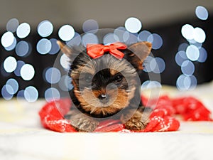 Yorkshire terrier Puppy sits on a red blanket against a bokeh background