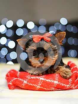 Yorkshire terrier Puppy sits on a red blanket against a bokeh background