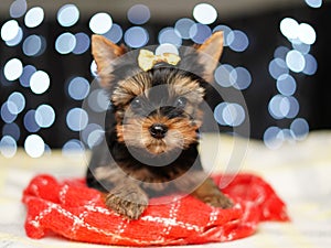 Yorkshire terrier Puppy sits on a red blanket against a bokeh background