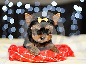 Yorkshire terrier Puppy sits on a red blanket against a bokeh background