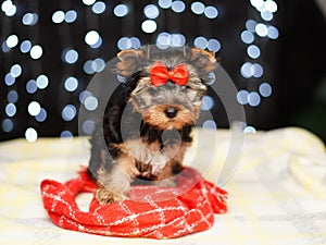 Yorkshire terrier Puppy sits on a red blanket against a bokeh background