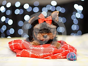 Yorkshire terrier Puppy sits on a red blanket against a bokeh background