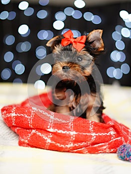 Yorkshire terrier Puppy sits on a red blanket against a bokeh background