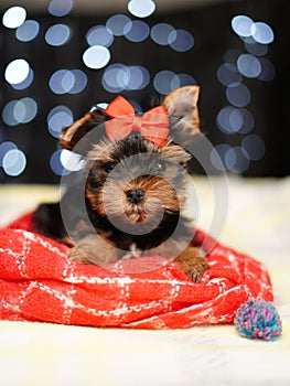 Yorkshire terrier Puppy sits on a red blanket against a bokeh background