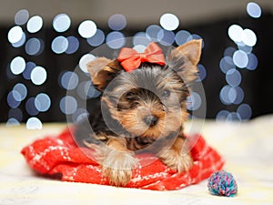 Yorkshire terrier Puppy sits on a red blanket against a bokeh background