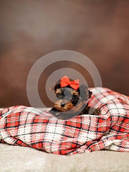 Yorkshire Terrier puppy sits on a red checkered blanket on a brown background