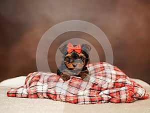 Yorkshire Terrier puppy sits on a red checkered blanket on a brown background