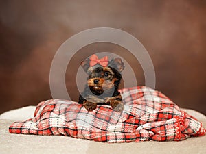 Yorkshire Terrier puppy sits on a red checkered blanket on a brown background