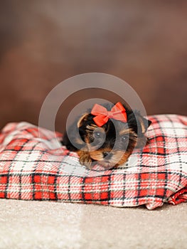 Yorkshire Terrier puppy sits on a red checkered blanket on a brown background