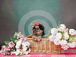 Yorkshire Terrier puppy sits in a wicker basket with flowers