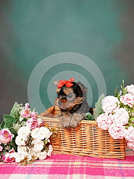 Yorkshire Terrier puppy sits in a wicker basket with flowers