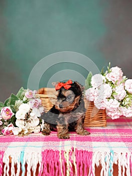 Yorkshire Terrier puppy sits in a wicker basket with flowers