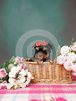 Yorkshire Terrier puppy sits in a wicker basket with flowers