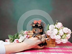 Yorkshire Terrier puppy sits in a wicker basket with flowers