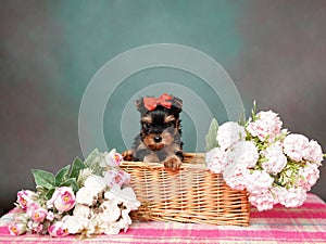 Yorkshire Terrier puppy sits in a wicker basket with flowers