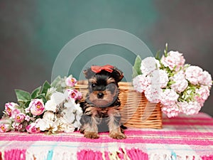 Yorkshire Terrier puppy sits in a wicker basket with flowers