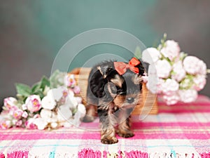 Yorkshire Terrier puppy sits in a wicker basket with flowers