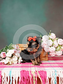 Yorkshire Terrier puppy sits in a wicker basket with flowers