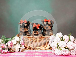 Yorkshire Terrier puppy sits in a wicker basket with flowers