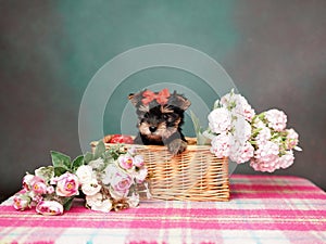 Yorkshire Terrier puppy sits in a wicker basket with flowers